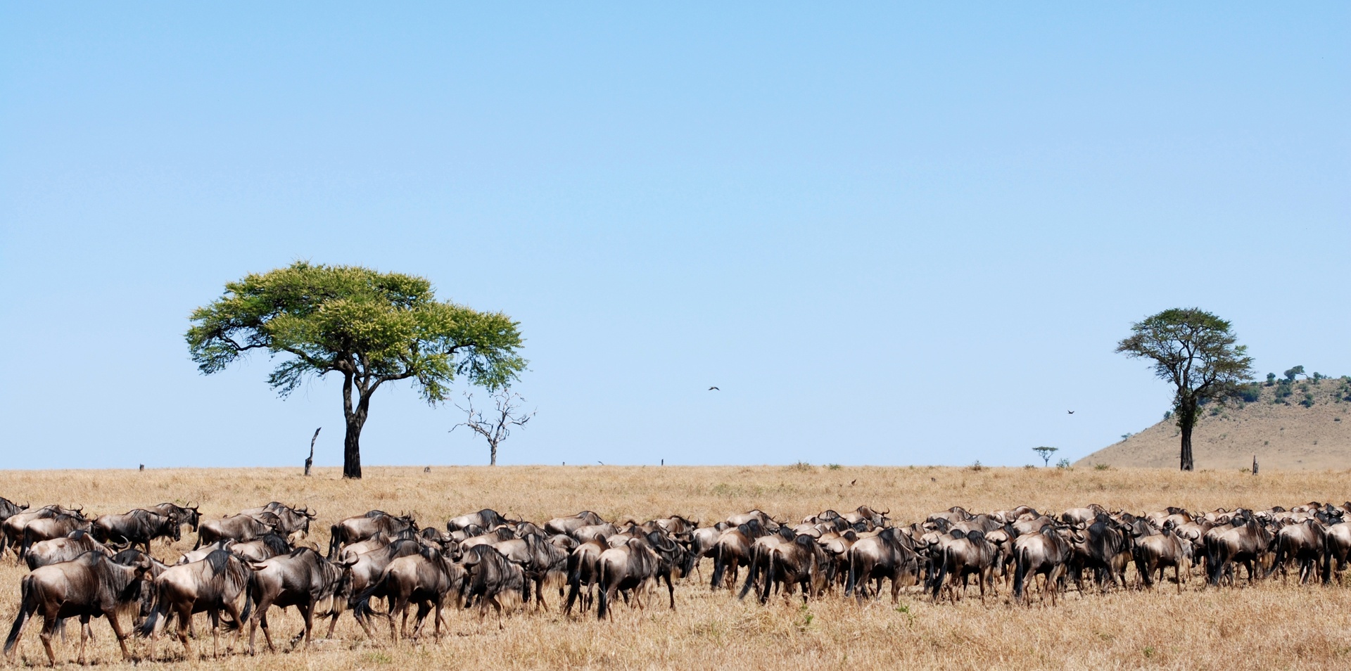 The Migration Safari